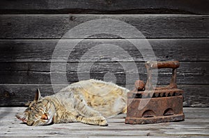 A thick cat is located next to a heavy and rusty old coal iron o