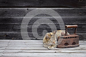 A thick cat is located next to a heavy and rusty old coal iron o