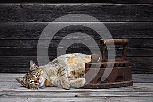 A thick cat is located next to a heavy and rusty old coal iron o