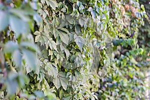 Thick climbing plants. Fencing of plants. Hedgerow.