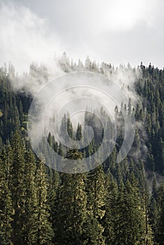 A thick cloud of fog rolls through the evergreen forest of Mount Rainier National Park, Washington. A moody foggy portrait landsca