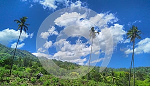 Thick clouds combined with coconut tree,blue sky and green mountain somewhere in Timor-Leste.