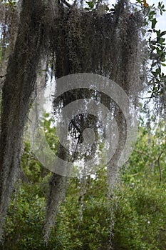 Thick Clusters of Spanish Moss in the Bayou