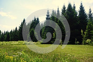 Thick Coniferous Forest at the edge of a green field