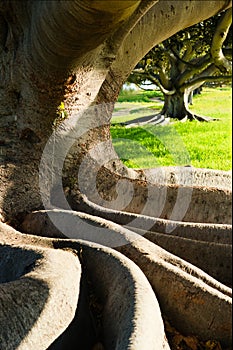 The thick curved roots and large truck of a mighty tree frame a smaller tree in the background.