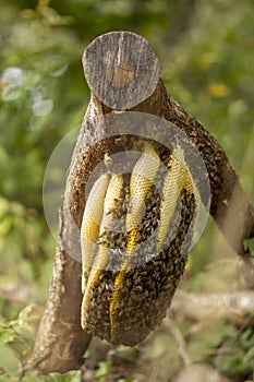 colony of wild Apis Mellifera Carnica or Western Honey Bees on a layered honeycomb photo