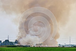 Thick dark smoke from a fire at wilderness