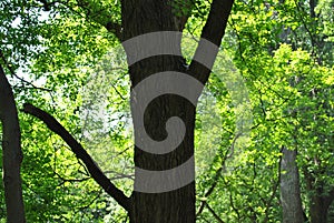Thick dark tree trunk in a bright green forest