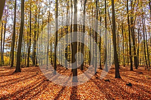 Thick deciduous forest in autumn. Translucent sun rays gently fall on the trunks of trees.