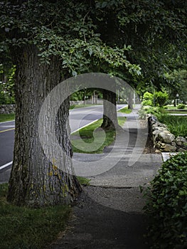 Thick elm tree trunks and stone walls along the paved road