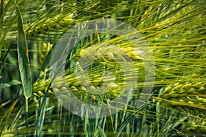 Thick, executed ears of young barley against the background of green leaves photo