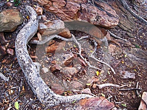 THICK EXPOSED ROOTS OF A TREE PROTUDING BETWEEN ROCKS