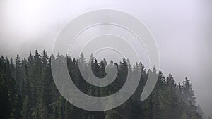Thick fog covered with thick coniferous forest