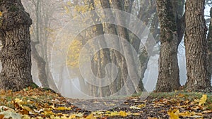 Thick fog in early morning. Old trees in autumn landscape.