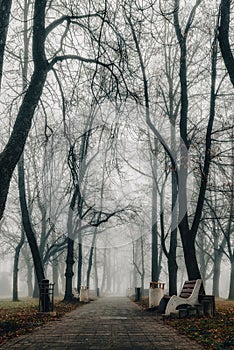 Thick fog in empty autumn park in morning