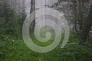 Thick fog in the forest. A path leading into the fog.