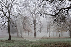 Thick fog in London park