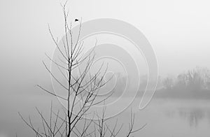Thick fog on the Po River, Cremona.