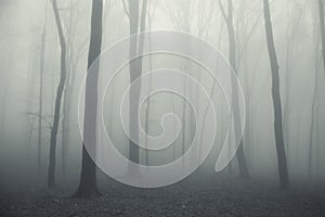 Thick fog in a spooky dark forest in winter