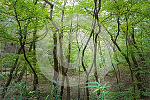 A thick forest with beautify green trees in a nation park Korea Gyeongju