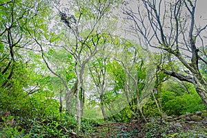 A thick forest with beautify green trees in a nation park Korea Gyeongju