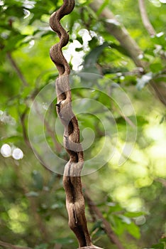 Thick Forest in West Bali National Park