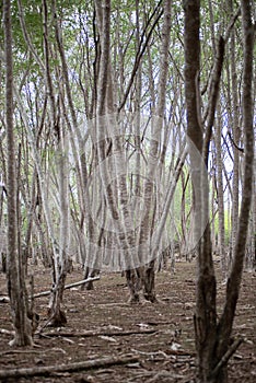 Thick Forest in West Bali National Park