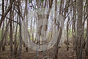 Thick Forest in West Bali National Park