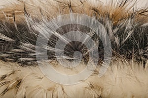 Thick fur of a raccoon dog. Fur animal texture. Horizontal shot