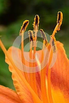 Macro, Anthers large orange lily photo