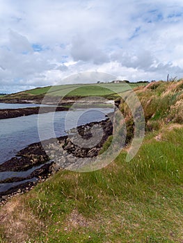 Thick grass on the rocky shore of the Atlantic Ocean in the south of Ireland. Picturesque seaside landscape. Beautiful cloudy sky