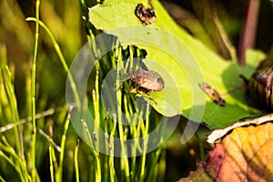 In a thick grass in a sunny meadow a small beetle, it crawls over the vegetation from one plant to another in some sort of search.