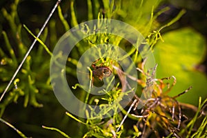 In a thick grass in a sunny meadow a small beetle, it crawls over the vegetation from one plant to another in some sort of search.