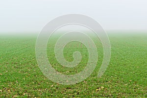 Thick gray fog over a field of green shoots