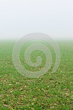 Thick gray fog over a field of green shoots