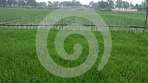 The thick green field of rice.