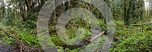 Thick, Green Forest Near Portland, Oregon