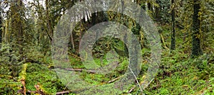 Thick, Green Forest in Park Near Portland, Oregon