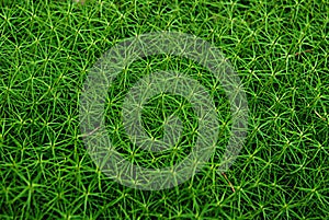 Thick green moss in the forest. Texture