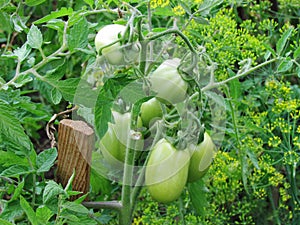 Thick green tomatoes growing on a thick vine in the garden