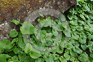 Thick groundcover of false lily of the valley