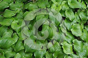 Thick groundcover of false lily of the valley