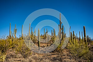 Thick Grouping of Saguaro Cactus On Hillside