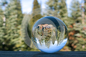 Thick Grove of Pine Forest Captured in Globe Reflection