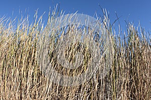 Thick growth of Typha cattails with sunny blue sky