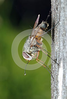 Thick-headed fly (Zodion)