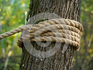 A thick hemp rope is wound around a tree.