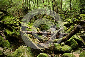 Japanese forest, Yakushima