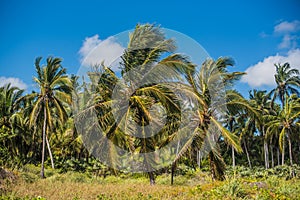 Thick jungle along the coast - a lot of bushes and wild vegetation, thick thickets