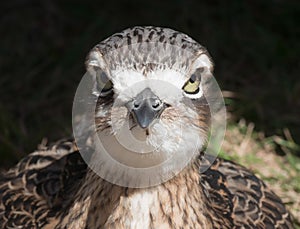 Thick-knee  Bush Stone-curlew.